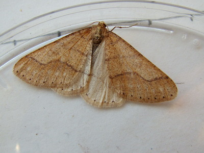 Dotted Border